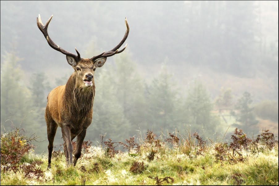 LJH Deer Rut 2010 for web4